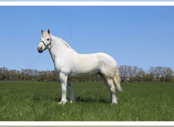 Percherón, Caballo castrado, 16 años, 173 cm, Tordo