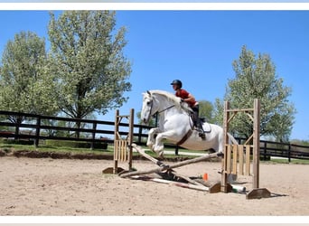 Percherón, Caballo castrado, 16 años, 173 cm, Tordo