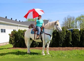 Percherón, Caballo castrado, 16 años, 173 cm, Tordo