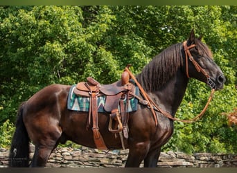 Percherón, Caballo castrado, 17 años, 170 cm, Negro