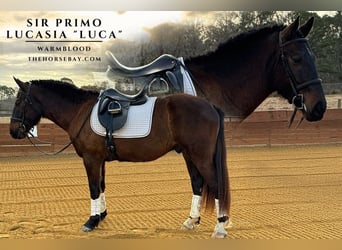 Percherón, Caballo castrado, 3 años, 160 cm, Castaño oscuro