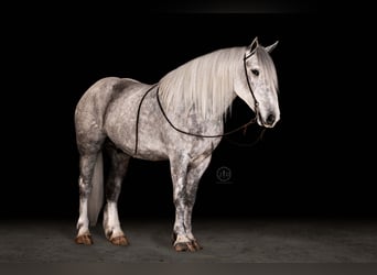 Percherón Mestizo, Caballo castrado, 3 años, 160 cm, Tordo