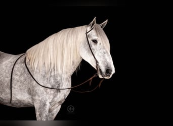 Percherón Mestizo, Caballo castrado, 3 años, 160 cm, Tordo