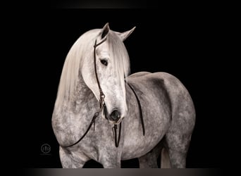 Percherón Mestizo, Caballo castrado, 3 años, 160 cm, Tordo