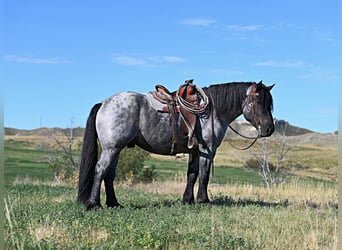 Percherón Mestizo, Caballo castrado, 3 años, 165 cm, Ruano azulado