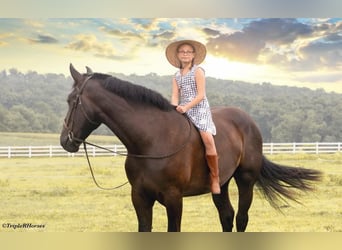 Percherón Mestizo, Caballo castrado, 3 años, 173 cm, Negro