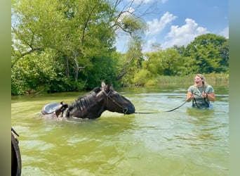 Percherón Mestizo, Caballo castrado, 3 años, 173 cm, Negro