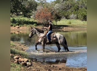 Percherón, Caballo castrado, 3 años, 175 cm, Ruano azulado