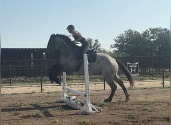 Percherón, Caballo castrado, 3 años, 175 cm, Ruano azulado