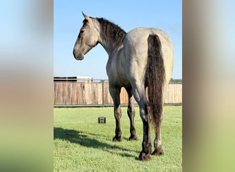 Percherón, Caballo castrado, 3 años, 175 cm, Ruano azulado