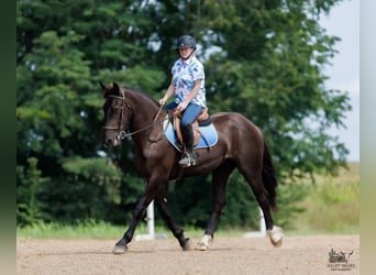 Percherón Mestizo, Caballo castrado, 3 años, Negro