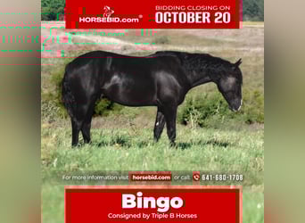 Percherón Mestizo, Caballo castrado, 4 años, 150 cm, Negro