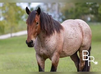 Percherón, Caballo castrado, 4 años, 152 cm, Castaño-ruano