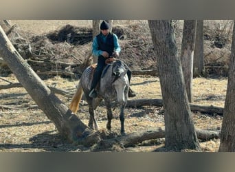 Percherón Mestizo, Caballo castrado, 4 años, 157 cm, Tordo