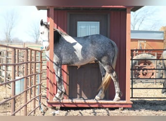 Percherón Mestizo, Caballo castrado, 4 años, 157 cm, Tordo