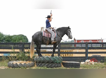 Percherón, Caballo castrado, 4 años, 157 cm, Tordo rodado