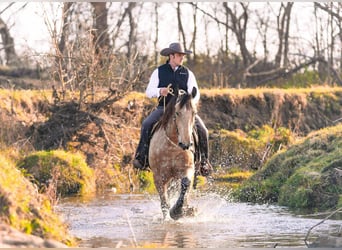 Percherón Mestizo, Caballo castrado, 4 años, 160 cm, Buckskin/Bayo