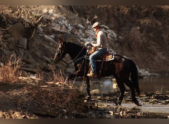Percherón Mestizo, Caballo castrado, 4 años, 160 cm, Castaño oscuro