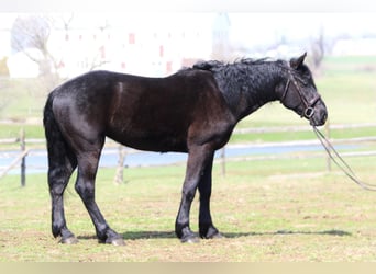 Percherón Mestizo, Caballo castrado, 4 años, 160 cm, Negro