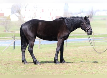 Percherón Mestizo, Caballo castrado, 4 años, 160 cm, Negro