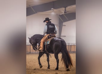 Percherón Mestizo, Caballo castrado, 4 años, 160 cm, Negro