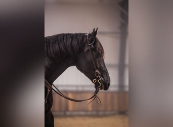 Percherón Mestizo, Caballo castrado, 4 años, 160 cm, Negro