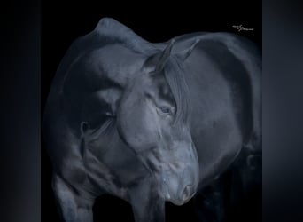 Percherón Mestizo, Caballo castrado, 4 años, 163 cm, Negro
