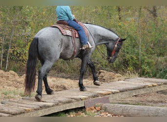 Percherón Mestizo, Caballo castrado, 4 años, 163 cm, Ruano azulado