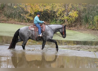 Percherón Mestizo, Caballo castrado, 4 años, 163 cm, Ruano azulado