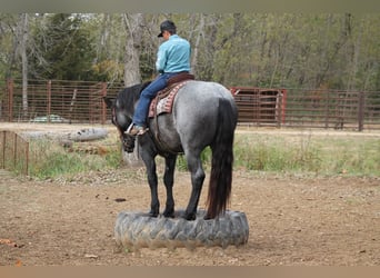 Percherón Mestizo, Caballo castrado, 4 años, 163 cm, Ruano azulado