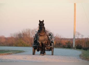 Percherón Mestizo, Caballo castrado, 4 años, 163 cm, Ruano azulado