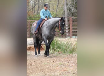 Percherón Mestizo, Caballo castrado, 4 años, 163 cm, Ruano azulado