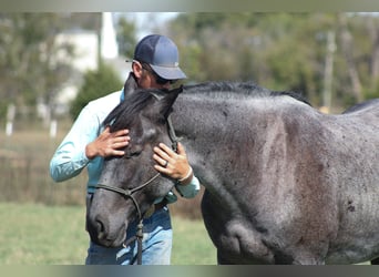 Percherón Mestizo, Caballo castrado, 4 años, 163 cm, Ruano azulado