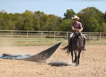 Percherón Mestizo, Caballo castrado, 4 años, 163 cm, Ruano azulado