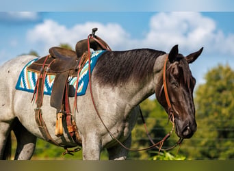 Percherón Mestizo, Caballo castrado, 4 años, 163 cm, Ruano azulado