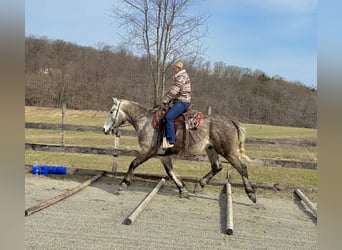 Percherón, Caballo castrado, 4 años, 163 cm, Tordo