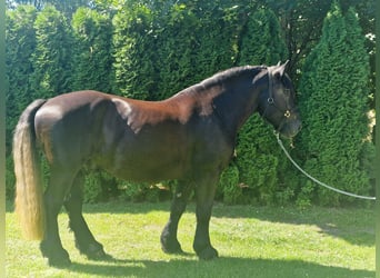 Percherón, Caballo castrado, 4 años, 164 cm, Tordillo negro