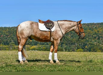 Percherón Mestizo, Caballo castrado, 4 años, 165 cm, Ruano alazán
