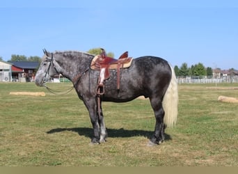 Percherón, Caballo castrado, 4 años, 165 cm, Tordo