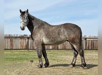 Percherón, Caballo castrado, 4 años, 165 cm, Tordo rodado