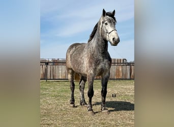 Percherón, Caballo castrado, 4 años, 165 cm, Tordo rodado