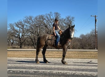 Percherón, Caballo castrado, 4 años, 165 cm, Tordo rodado