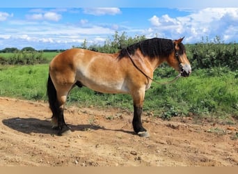 Percherón Mestizo, Caballo castrado, 4 años, 168 cm, Castaño rojizo