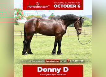 Percherón Mestizo, Caballo castrado, 4 años, 170 cm, Castaño rojizo