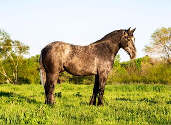 Percherón, Caballo castrado, 4 años, 173 cm, Tordo