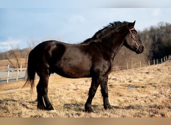 Percherón, Caballo castrado, 4 años, 175 cm, Negro