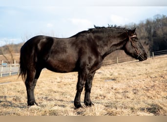 Percherón, Caballo castrado, 4 años, 175 cm, Negro