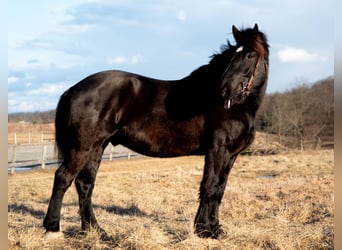 Percherón, Caballo castrado, 4 años, 175 cm, Negro