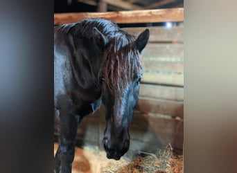 Percherón, Caballo castrado, 4 años, 175 cm, Negro