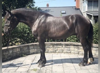 Percherón, Caballo castrado, 4 años, 175 cm, Negro